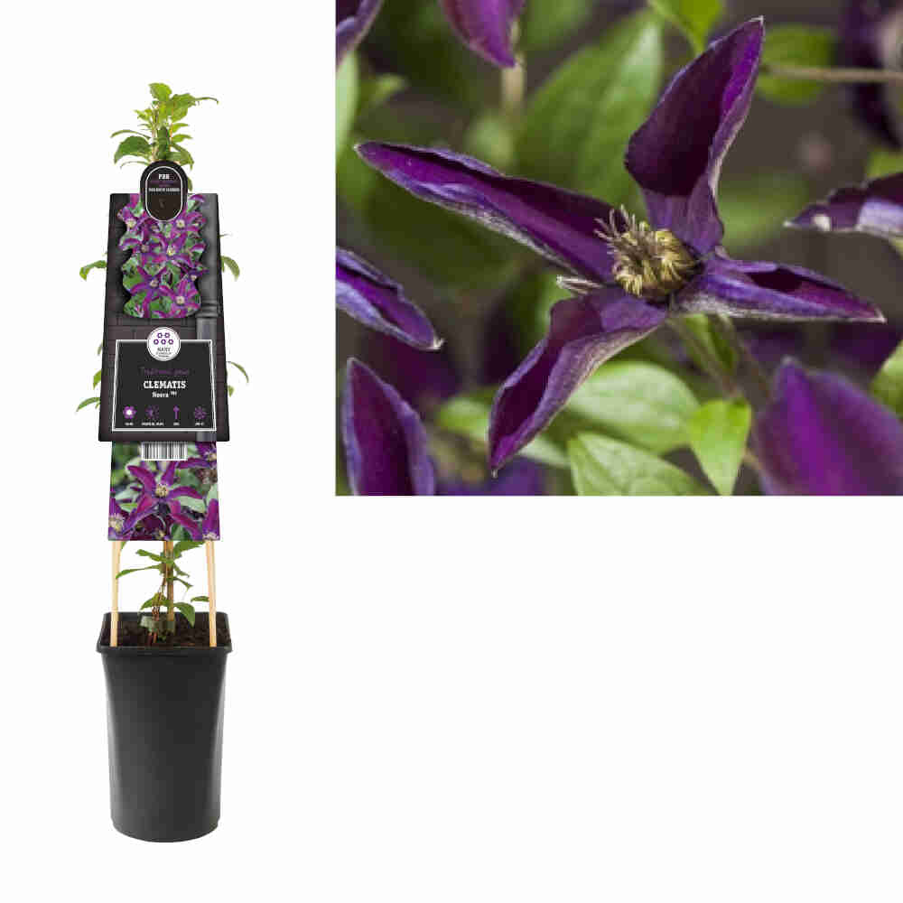 Clematis viticella Noora PBR - 2L potte