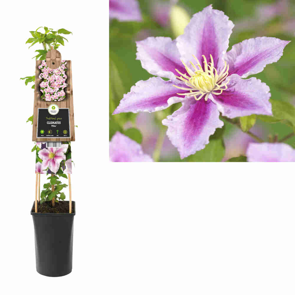 Clematis 'Piilu'