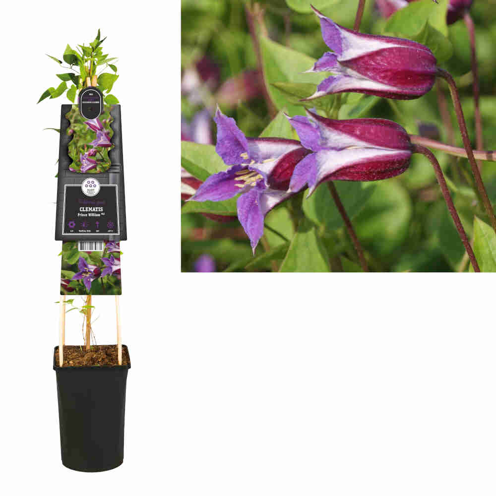 Clematis Prince William PBR