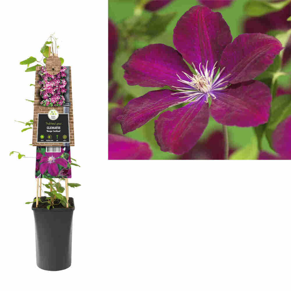 Clematis 'Rouge Cardinal'