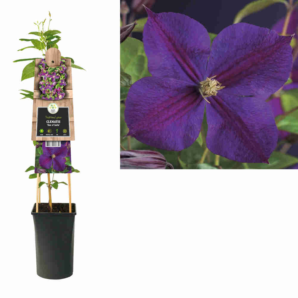 Clematis Star of India 2 L. pot.