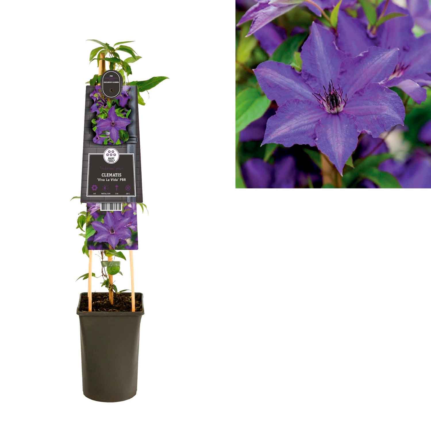 Clematis ‘Viva La Vida’® C2,5 4st