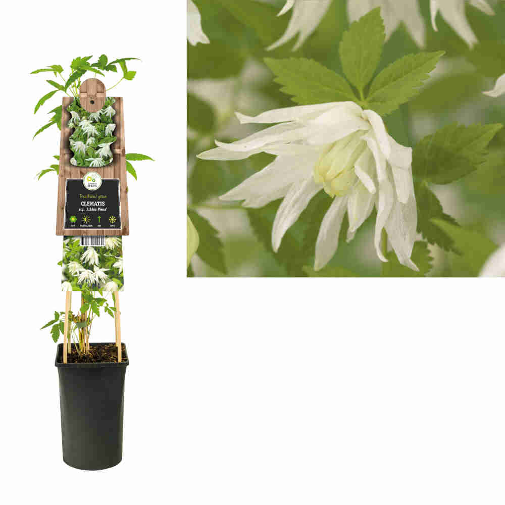 Clematis alpina 'Albina Plena'