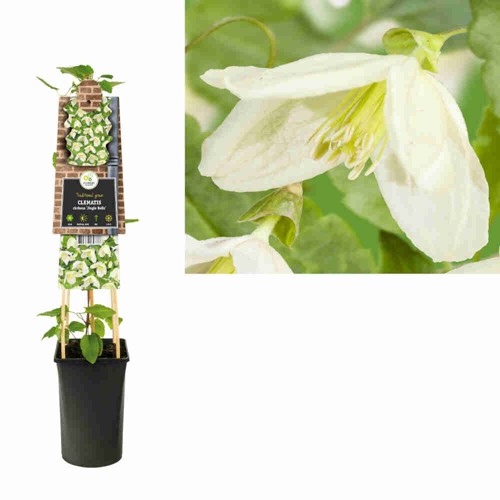 Clematis cirrh. 'Jingle Bells' C2,5 4st