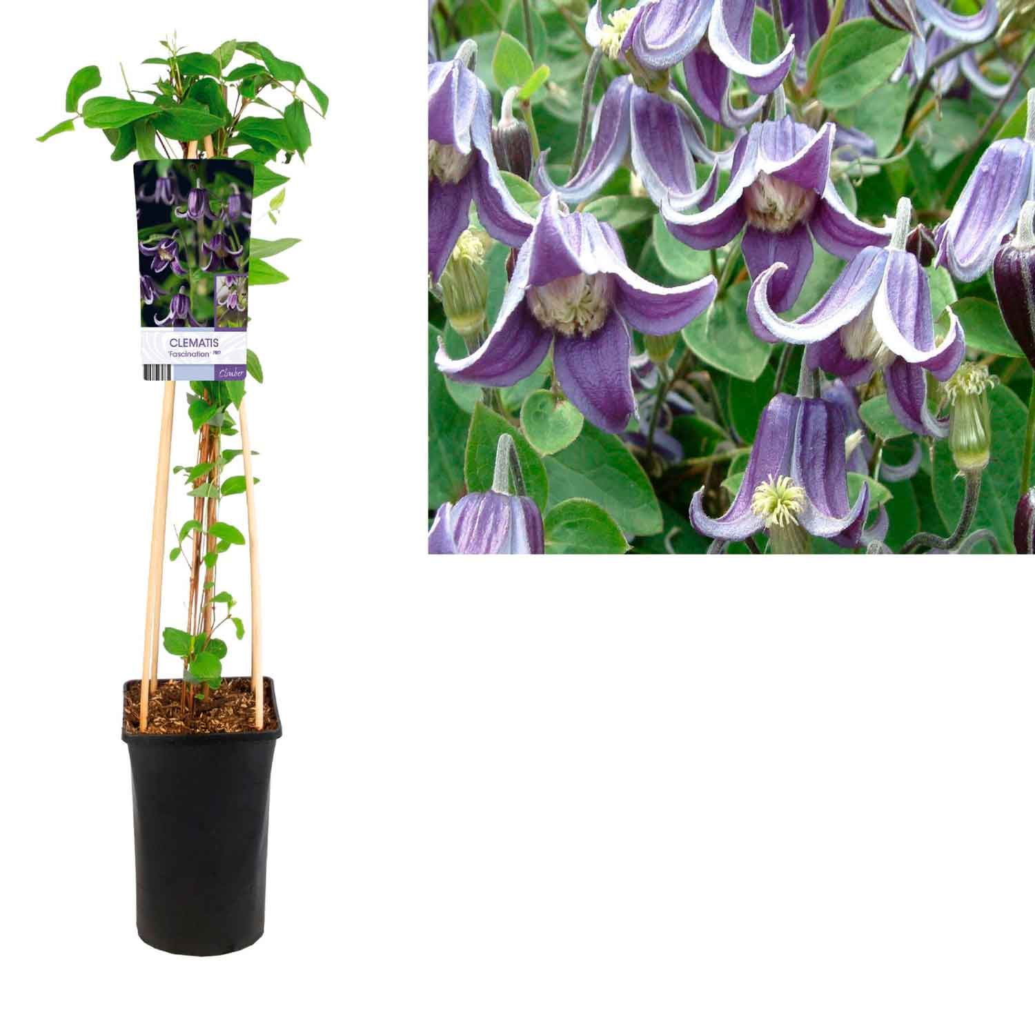 Clematis 'Fascination' C2,5 4st