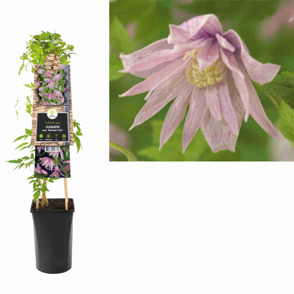 Clematis 'Markham's Pink' C2,5 4st