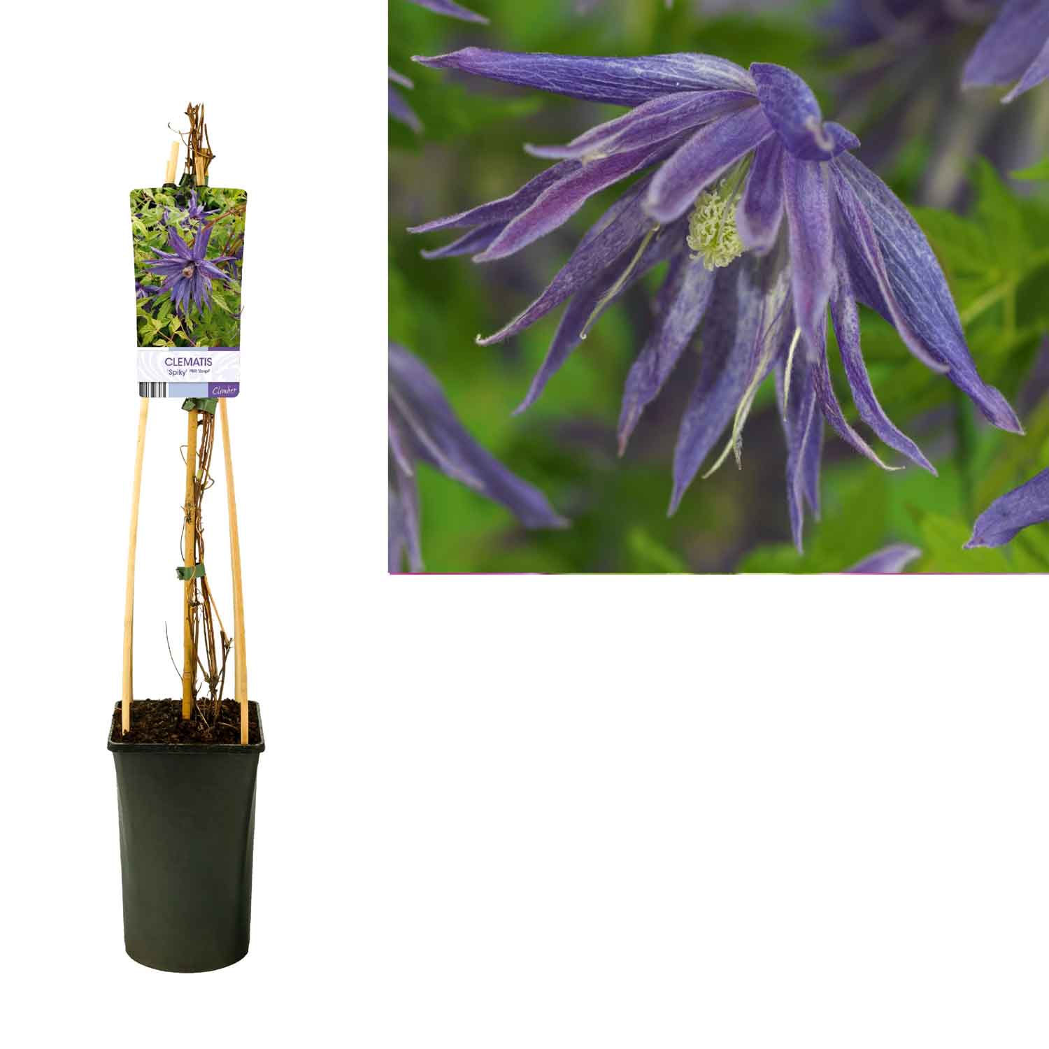 Clematis 'Spiky' C2,5 4st