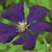 Clematis viticella