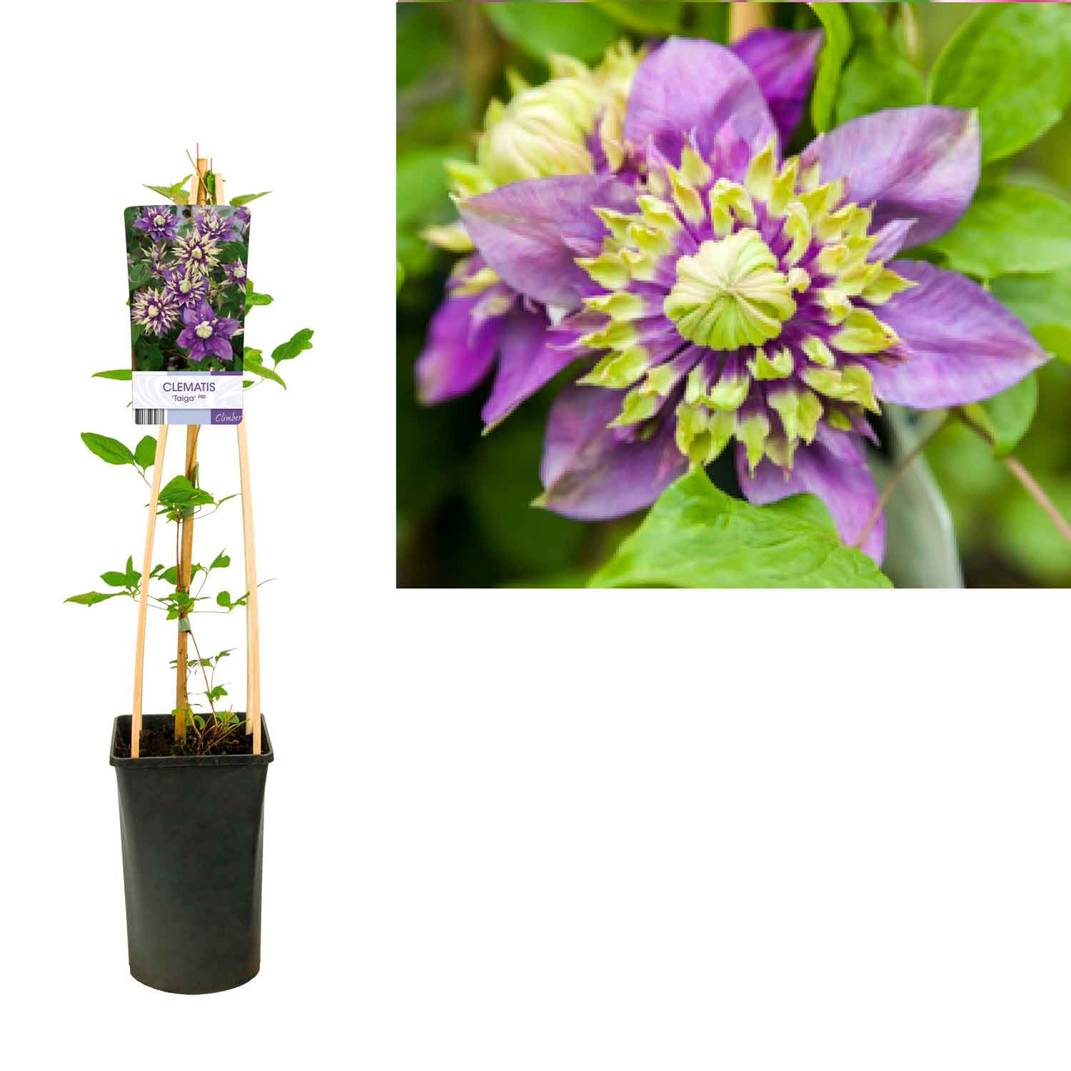 Clematis Taiga 2 L. pot.