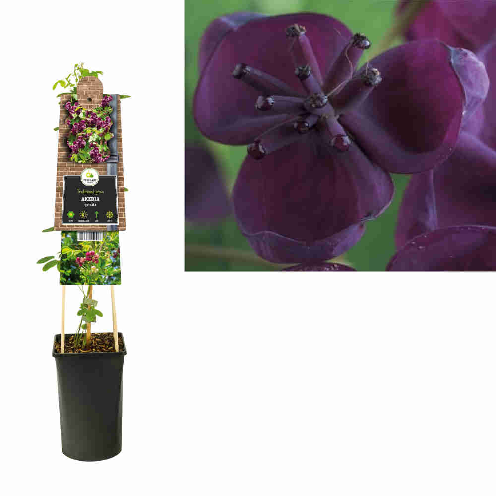 Akebia quinata C2 3stok