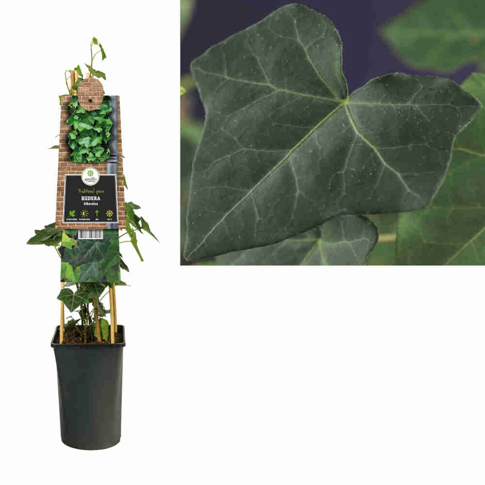 Efeu - Hedera hibernica