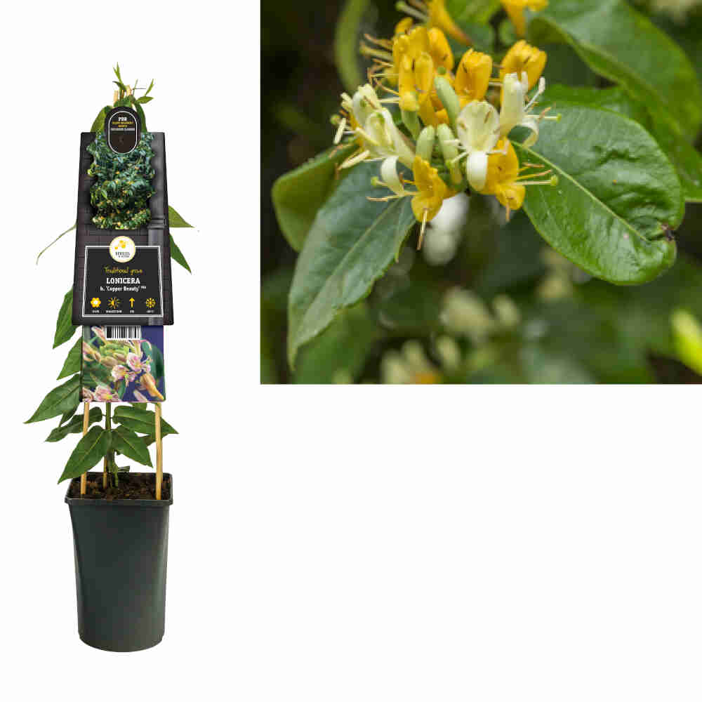 Stedsegrøn Kaprifolie - Lonicera henryi 'Copper Beauty' PBR