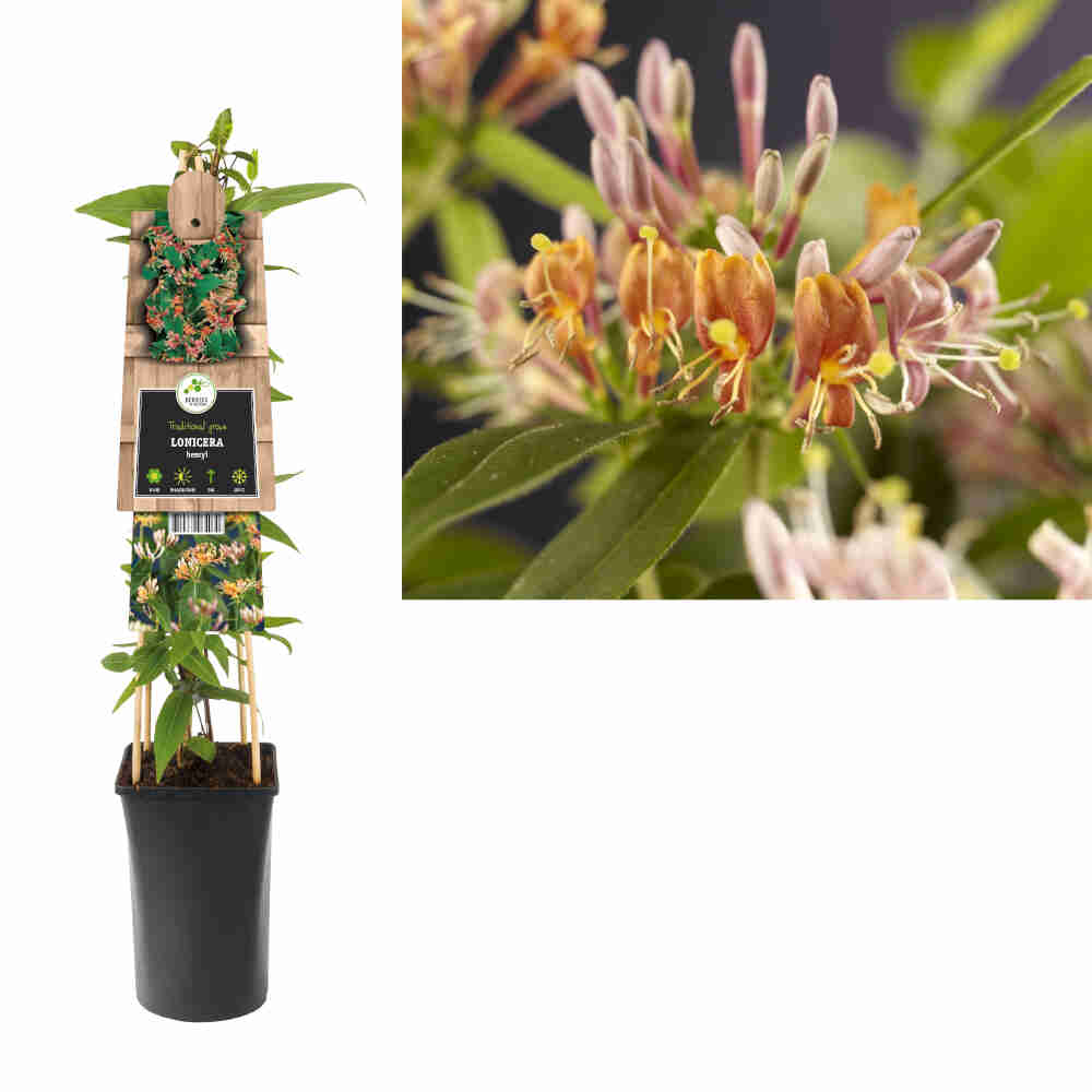 Lonicera Henryi 2 L Potte