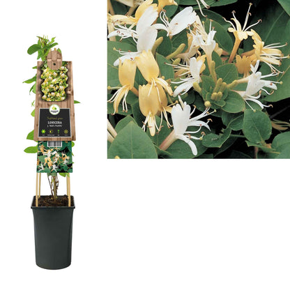 Lonicera climber japonica 'Hall's Prolific' 17cm