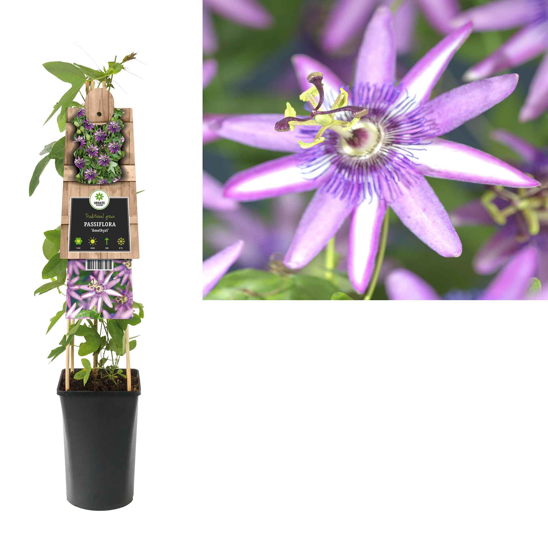 Passiflora 'Ametist'