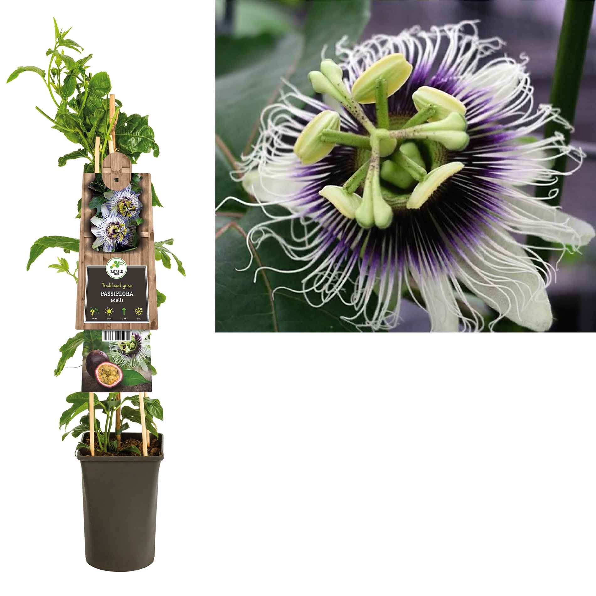 Passiflora Edulis 3.0 Etikett