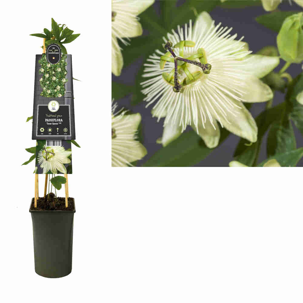 Passiflora Snow Queen 17cm