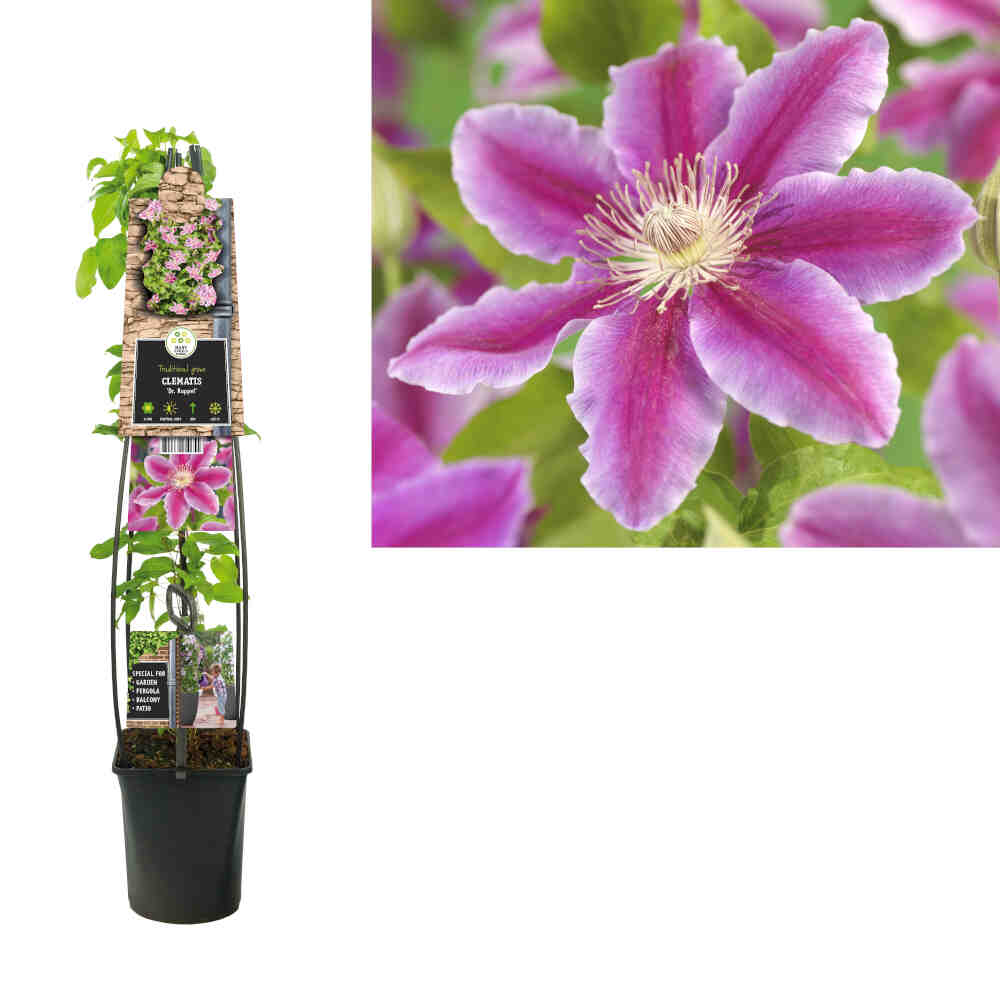 Clematis Pat. Dr Ruppel