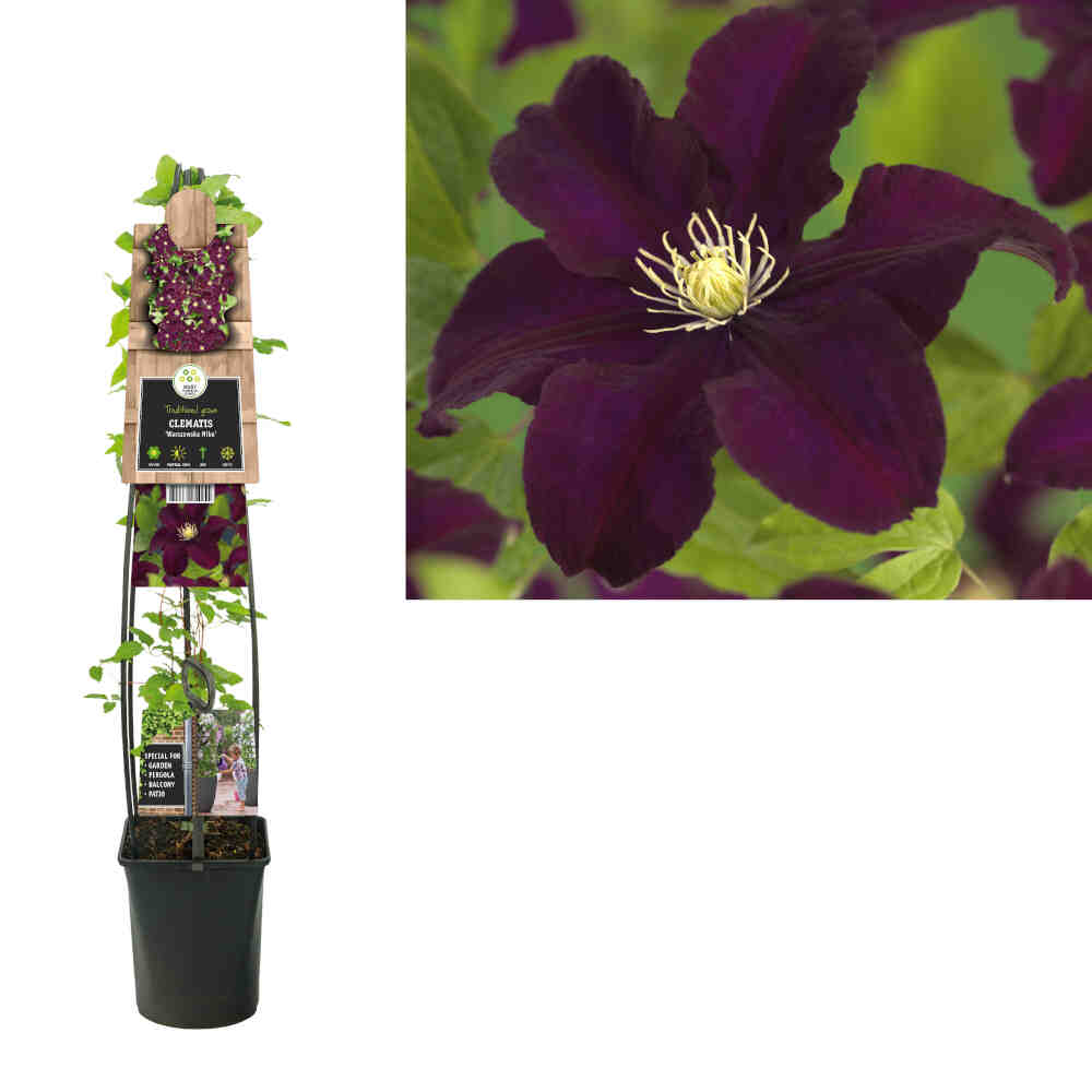 Clematis Pat. Warszawska Nike 23cm