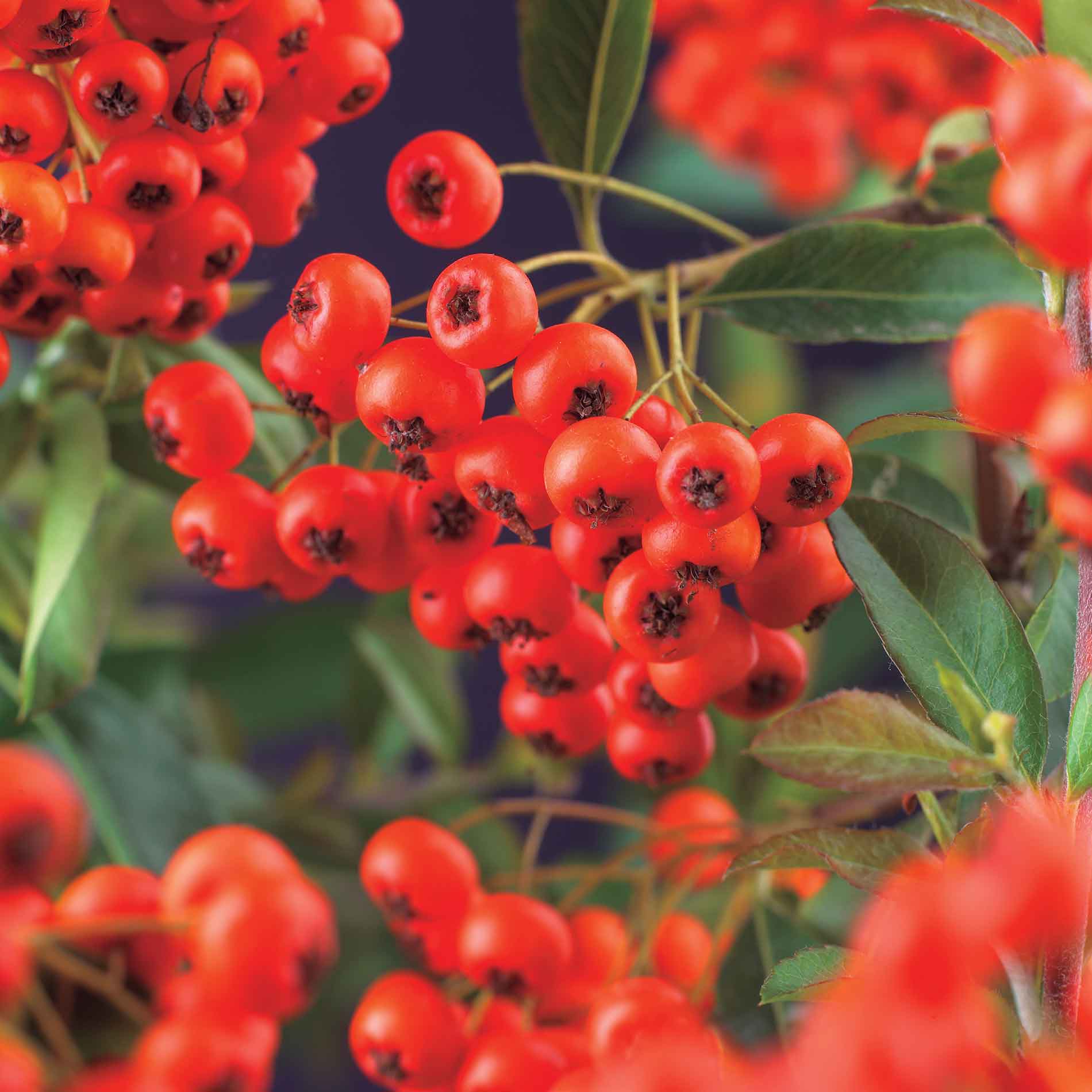 Pyracantha c. "Röd kolumn"