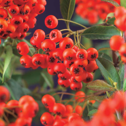 Pyracantha c. 'Red Column'