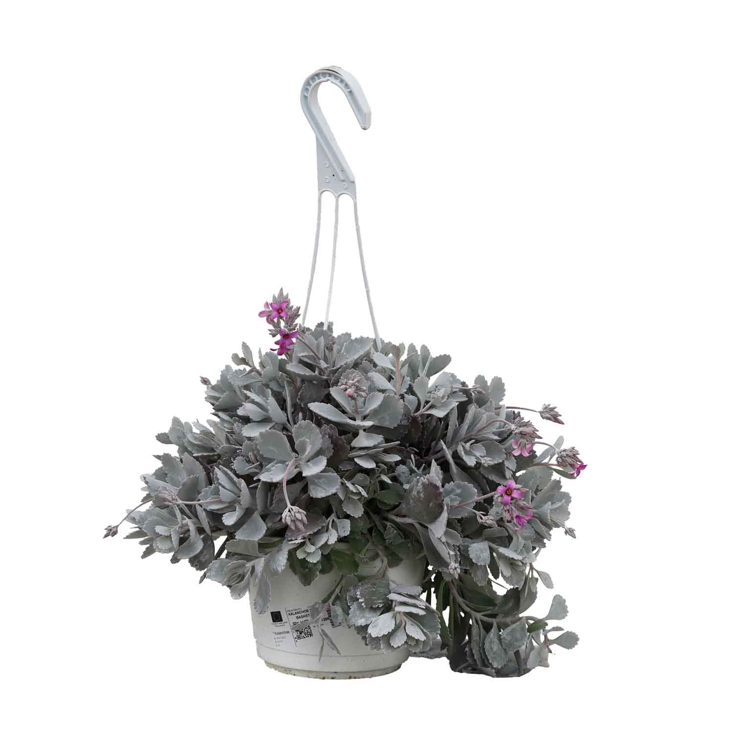 Kalanchoe Pumila Basket D16