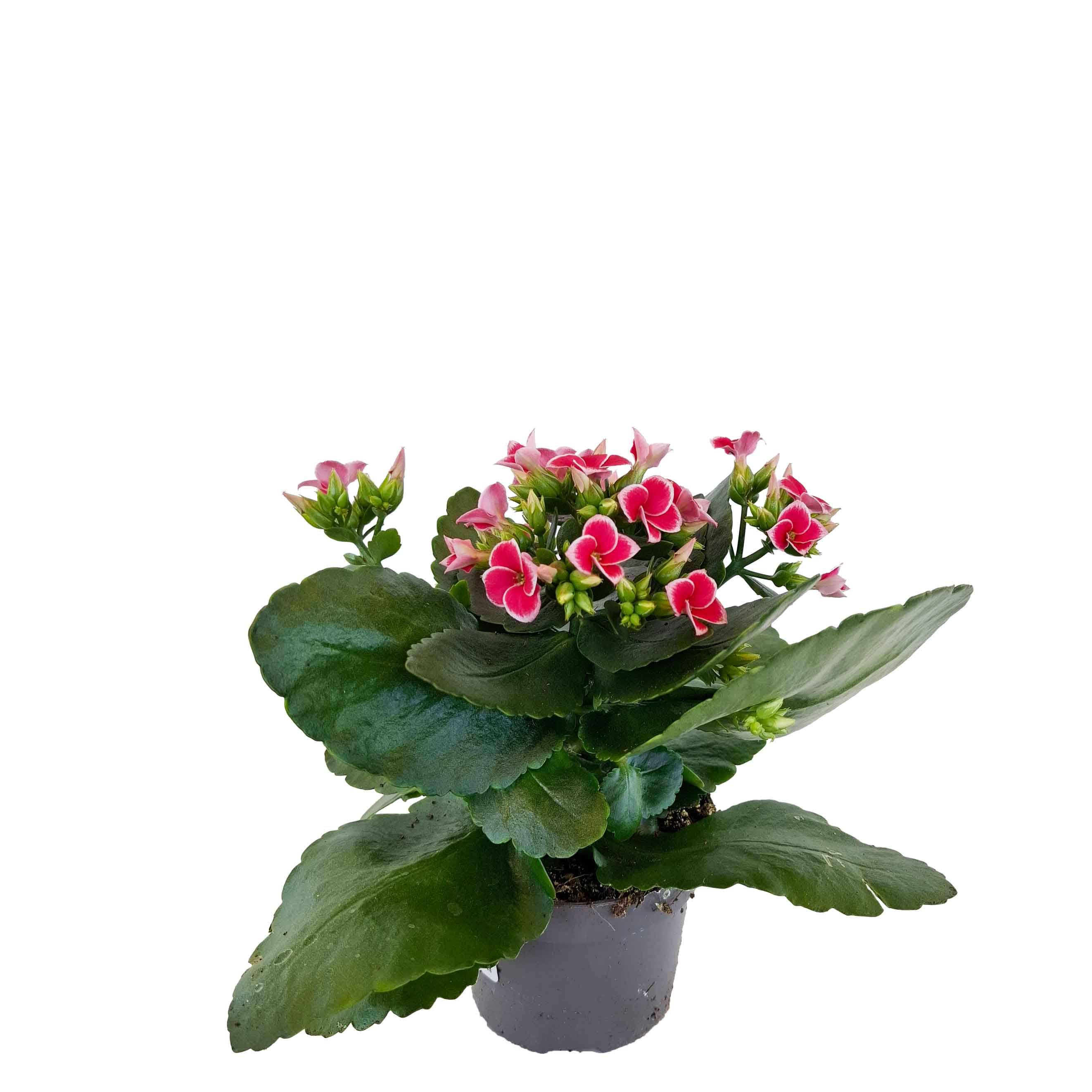 Kalanchoe single Tiger Single Pink 10.5cm