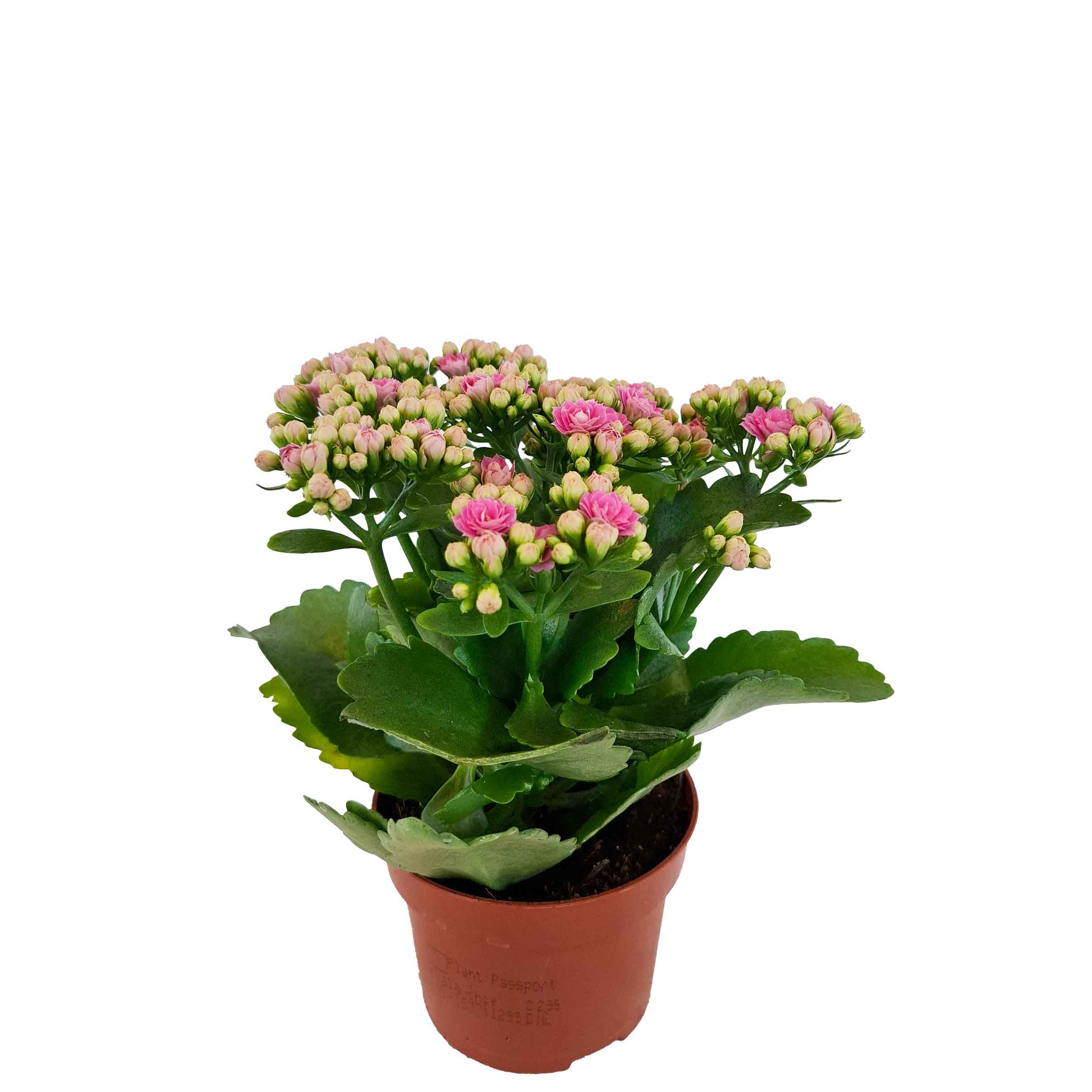 Kalanchoe double blossfeldiana Rosalina Nando Pink 10,5cm