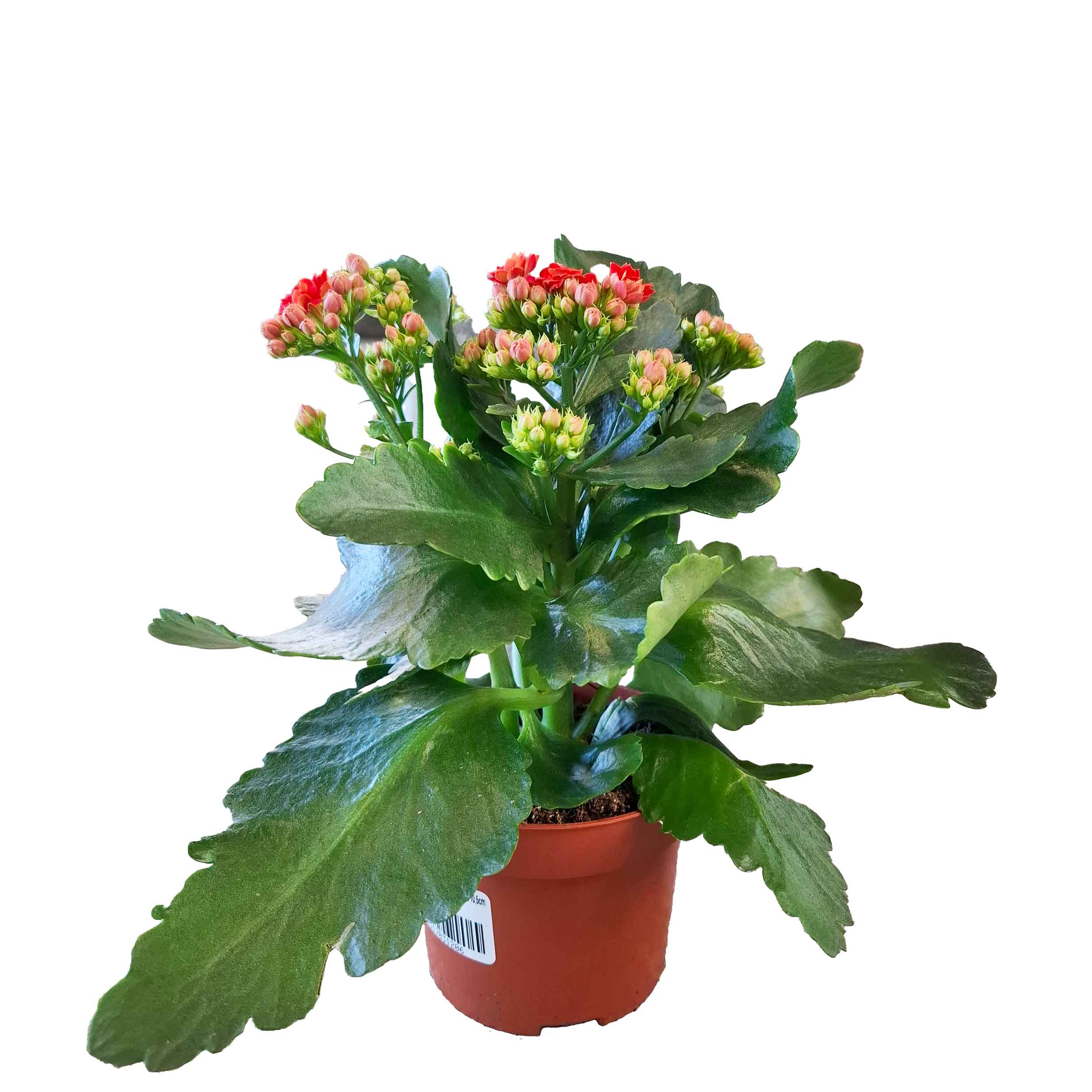 Kalanchoe double blossfeldiana Rosalina Amador Red 10,5cm