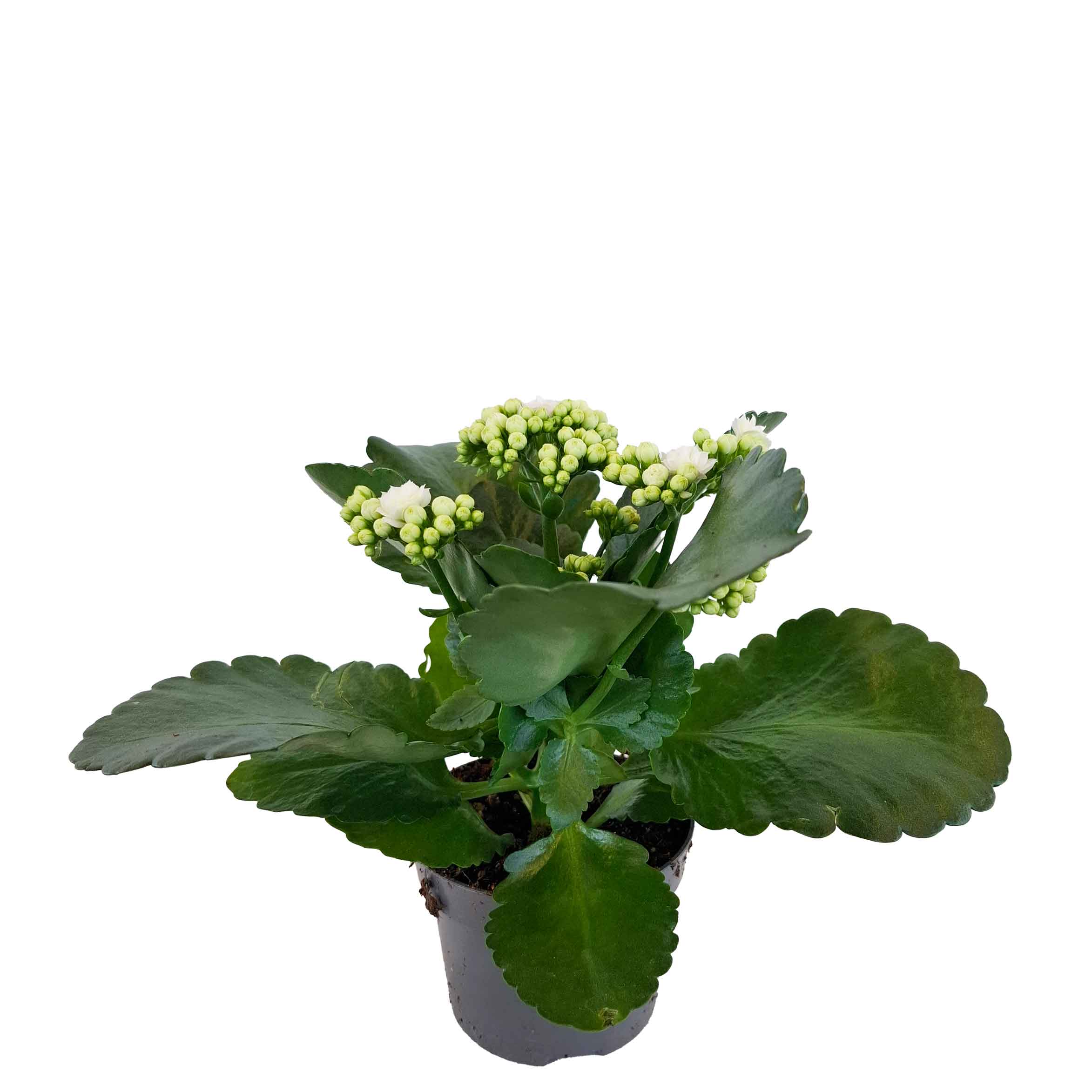 Kalanchoe double Perfecta White 10,5cm