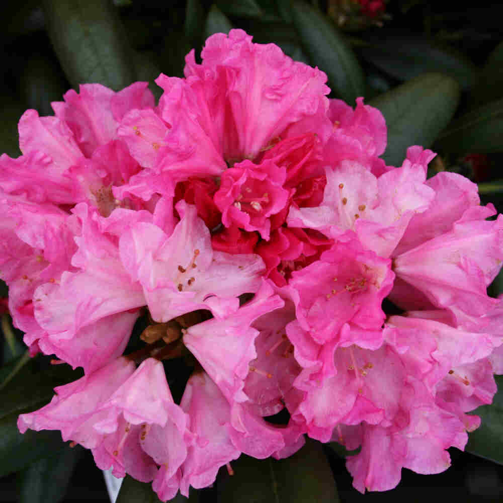 Rhododendron yakushimanum 'Kalinka' 60cm Strain C10