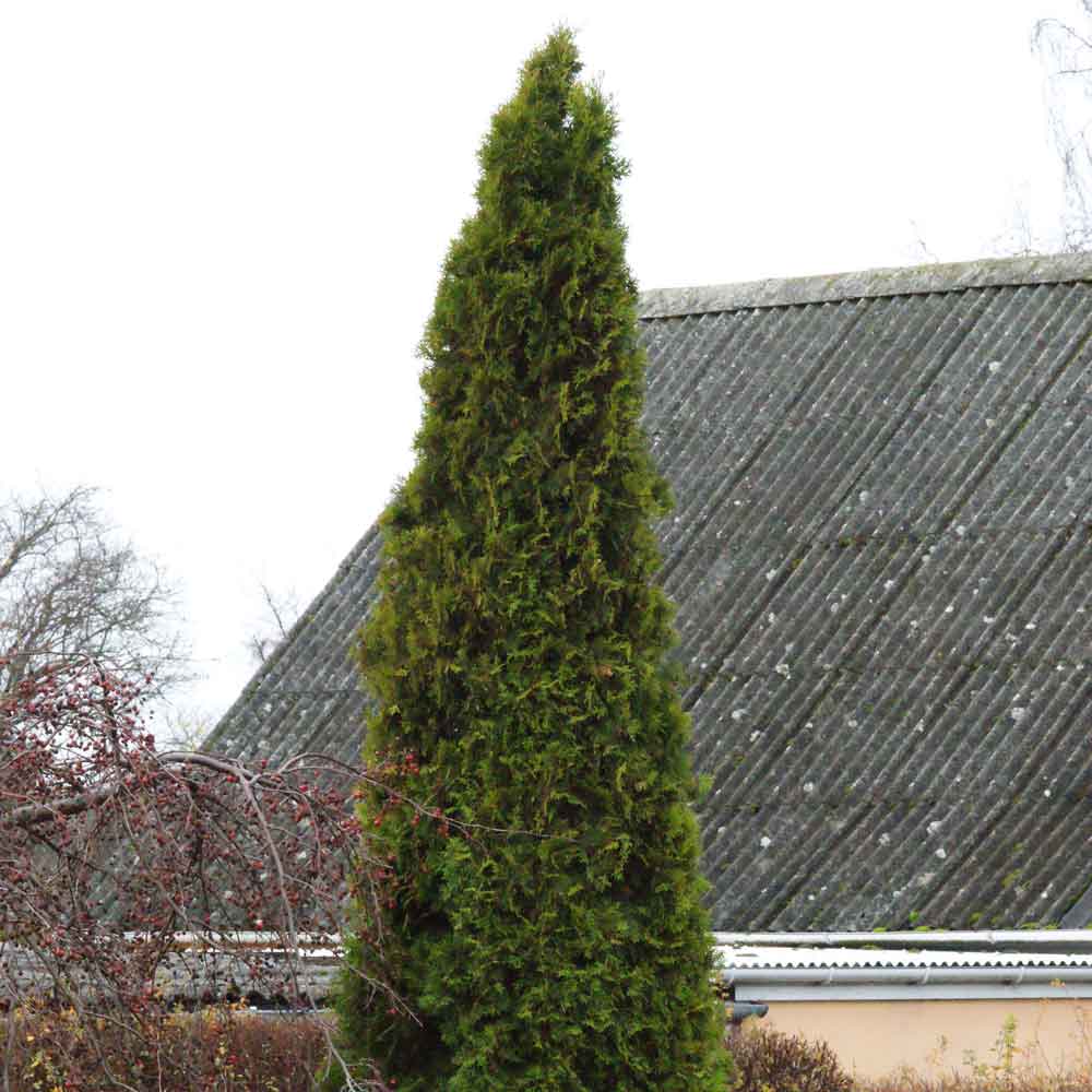 Thuja occidentalis 'Smaragd'