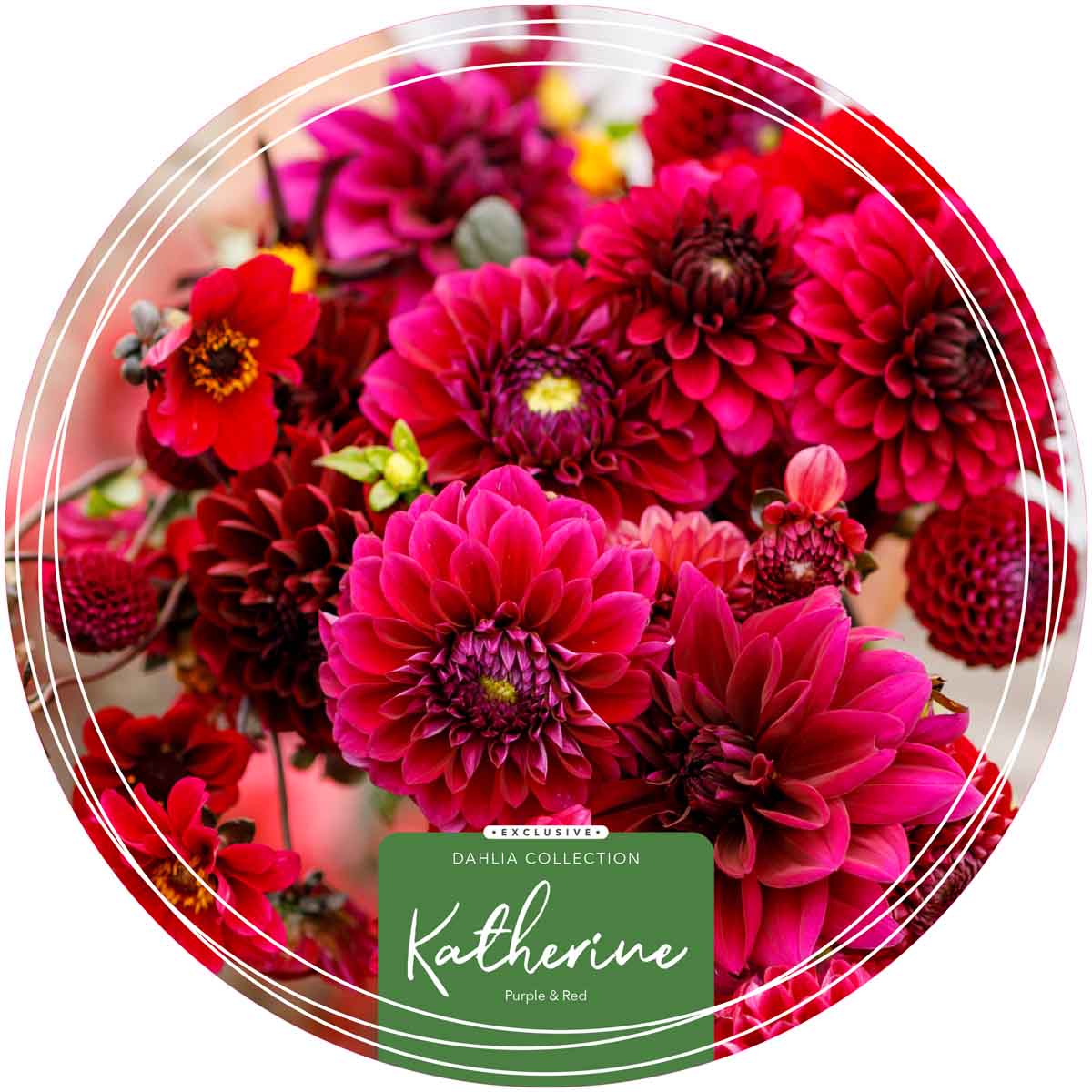 Exclusive Collection Dahlias 'Katherine'