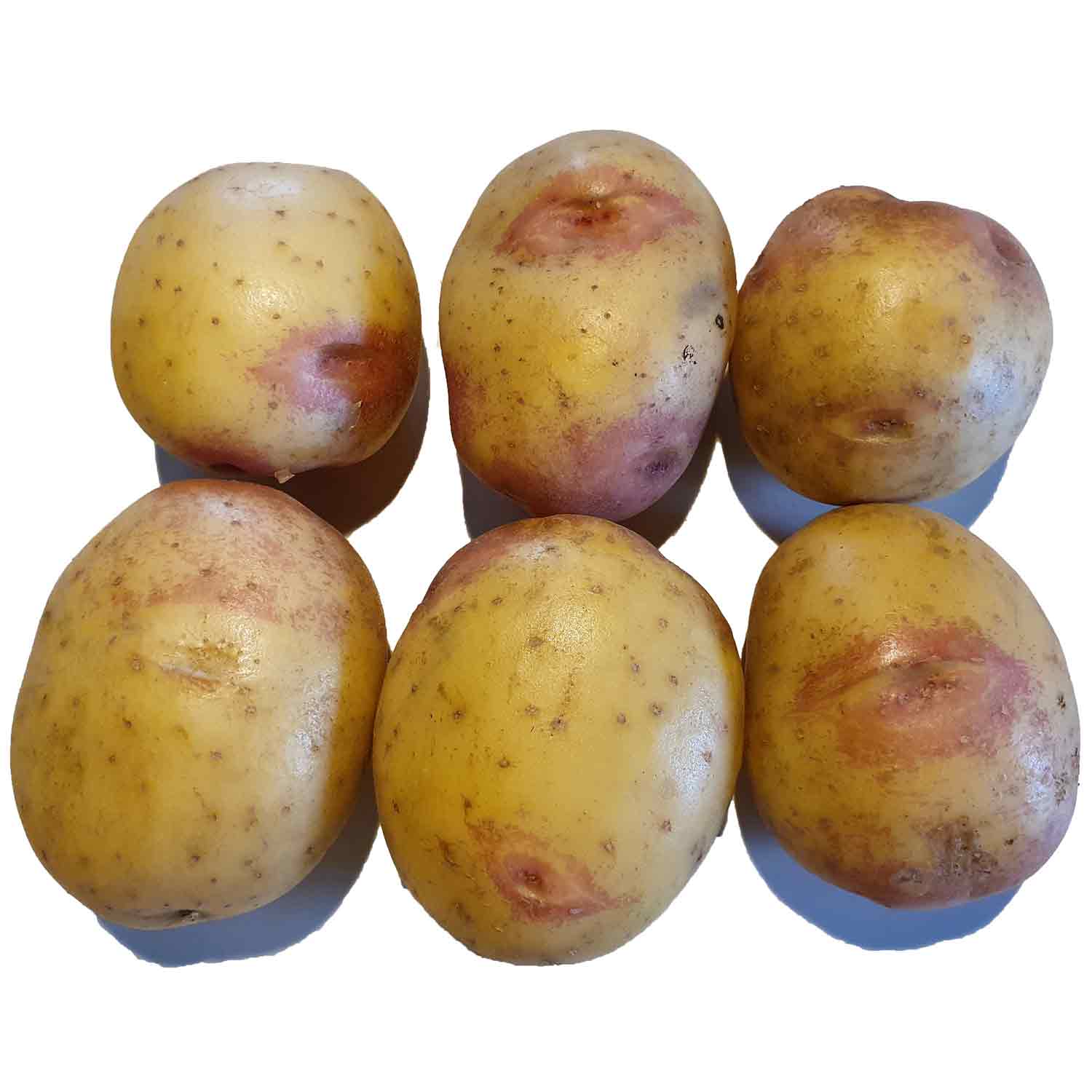 Seed potatoes - King Edward - 1.5kg