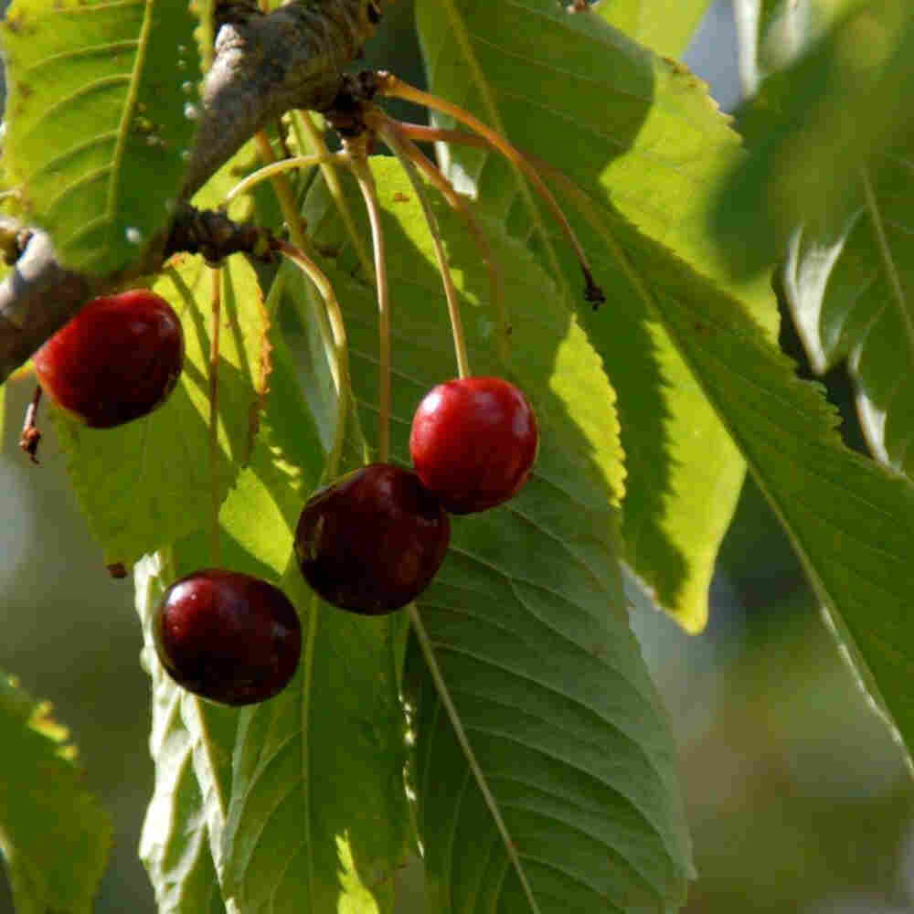 Cherry tree - Prunus avium 'Lapins'