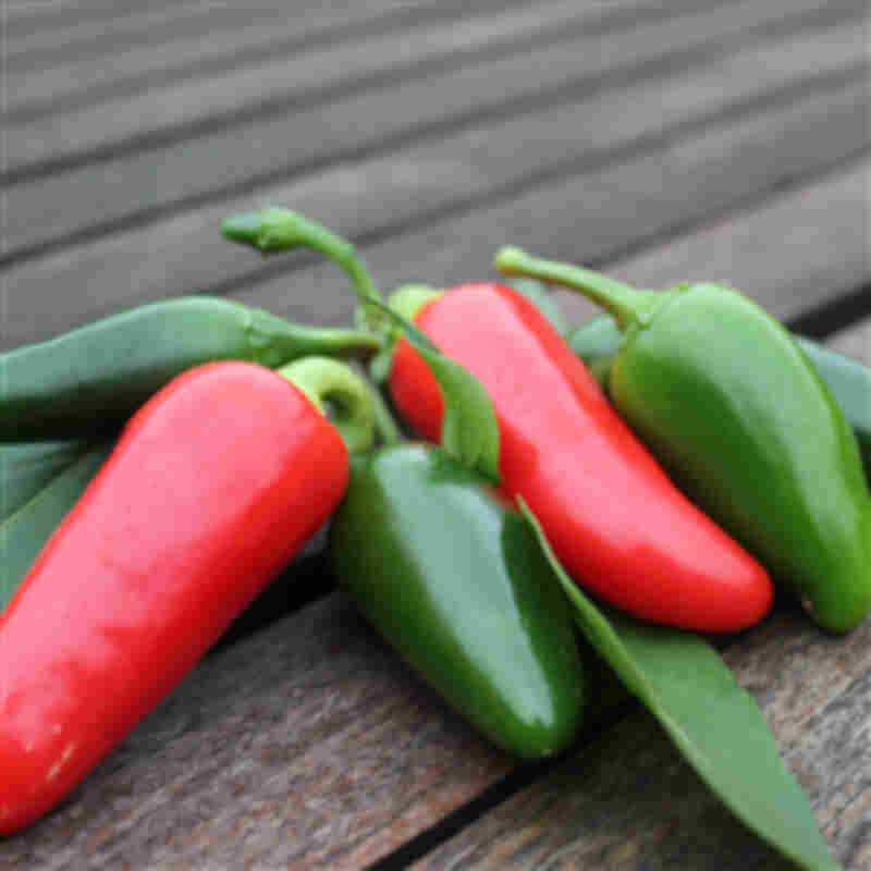 Chiliplante 'Early Jalapeno'