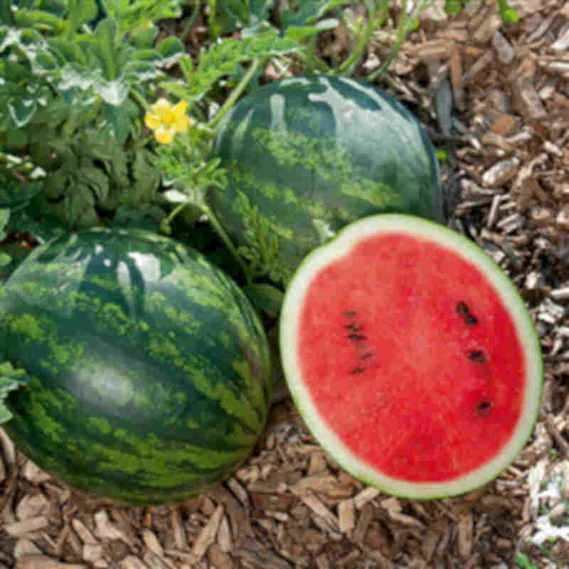 Spaghetti squash - Cucurbita moschata 'Stripetti'