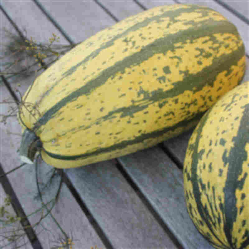 Squashplante - Spagetti Squash 11,5 cm. pot.