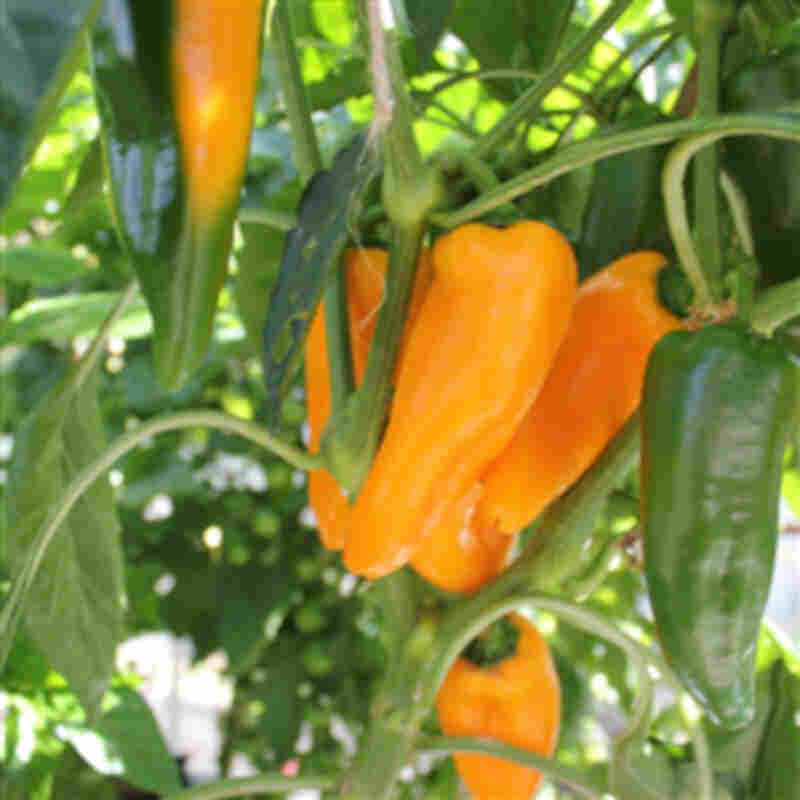 Pepper plant 'Cleor' 11.5cm