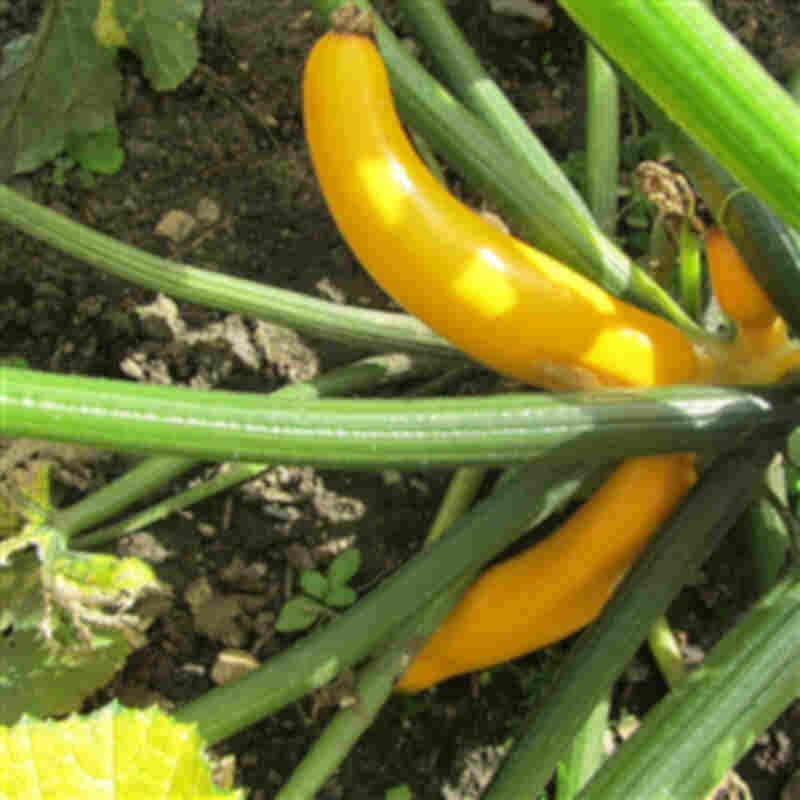 Squashplante - Almindelig gul squash 'Soleil' 11,5cm pot