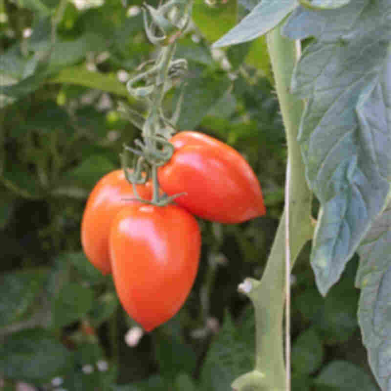 Tomatplante 'Romalina' 11,5cm pot