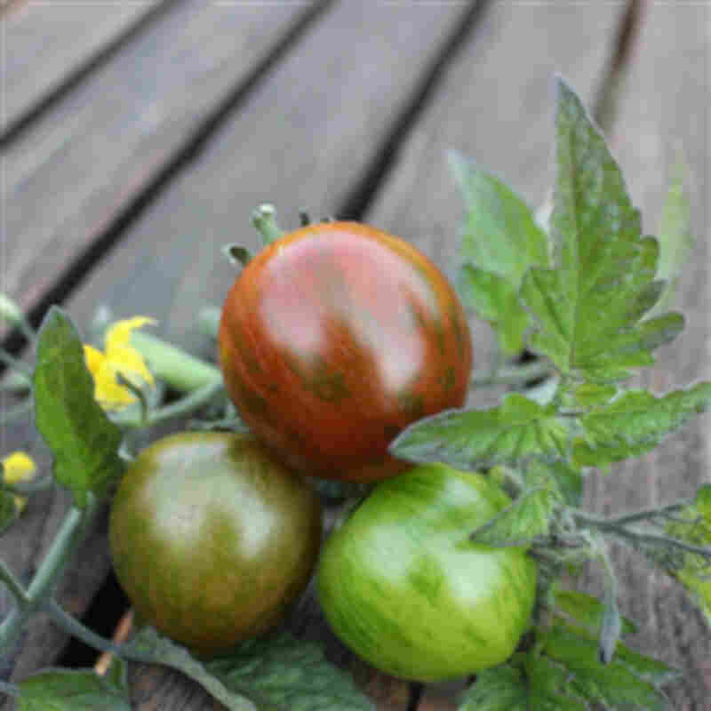 Tomatplante 'Tiger'