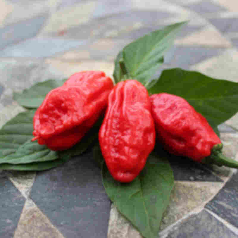 Chiliplante 'Bhut Jolokia'