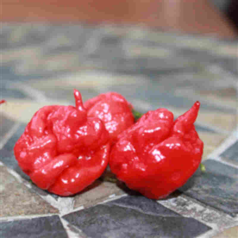 Chiliplante 'Carolina Reaper' 11,5cm pot