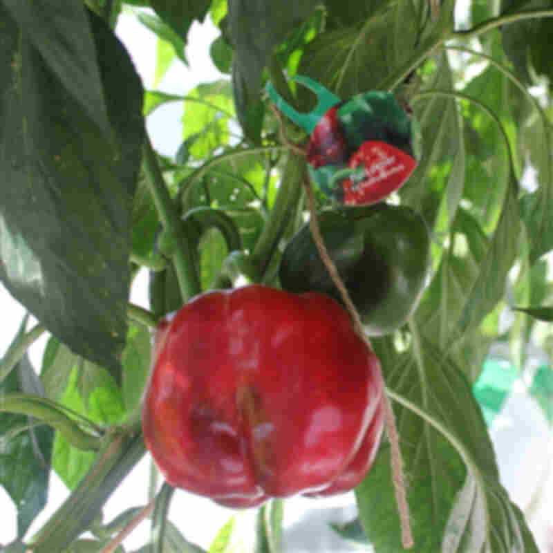 Pepper plant 'California Wonder' 11.5cm pot