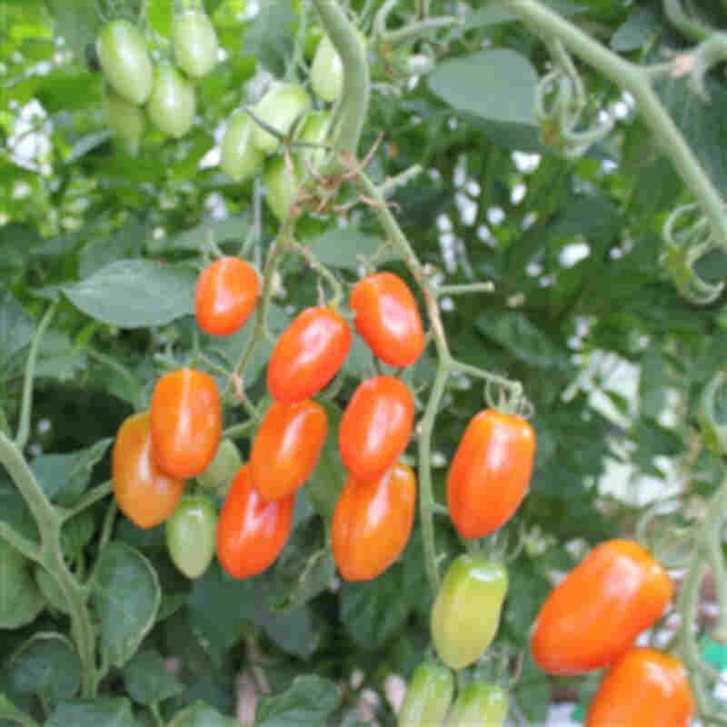 Tomatplante 'Santalina' 11,5cm pot