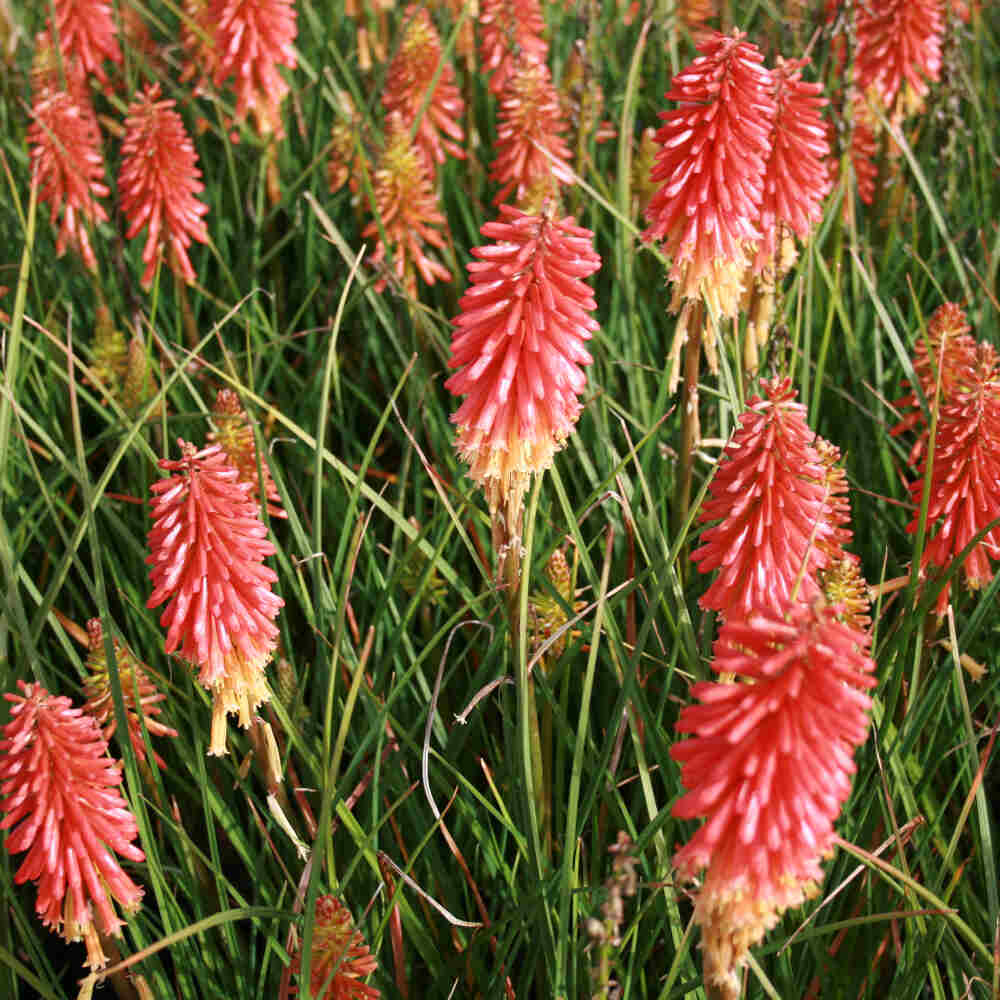 Kniphofia hyb. 'Papaya Popsicle'(R) 11C