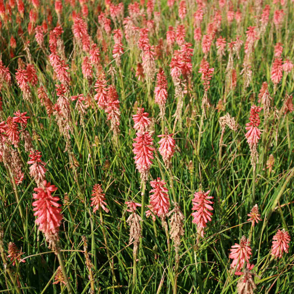 Rocket flower - Kniphofia hybrid 'Redhot Popsicle'(R) 11C