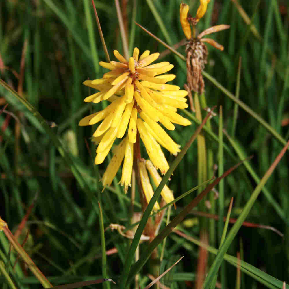 KNIPHOFIA hybr. 'Banana Popsicle'®  1 L Potte