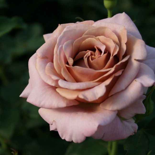 Rose 'Koko Loco'